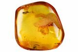 Detailed Fossil Fly (Diptera) In Baltic Amber #145397-1